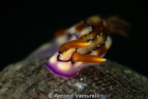 Hypselodoris krakatoa_March 2025
(Canon RF100,1/200,f18,... by Antonio Venturelli 